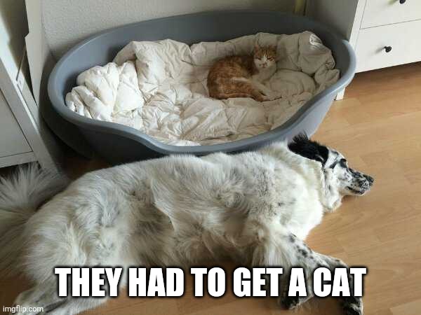 "GET A CAT" THEY SAID | THEY HAD TO GET A CAT | image tagged in dogs,cats | made w/ Imgflip meme maker