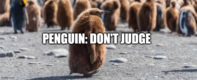PENGUIN: DON'T JUDGE | made w/ Imgflip meme maker