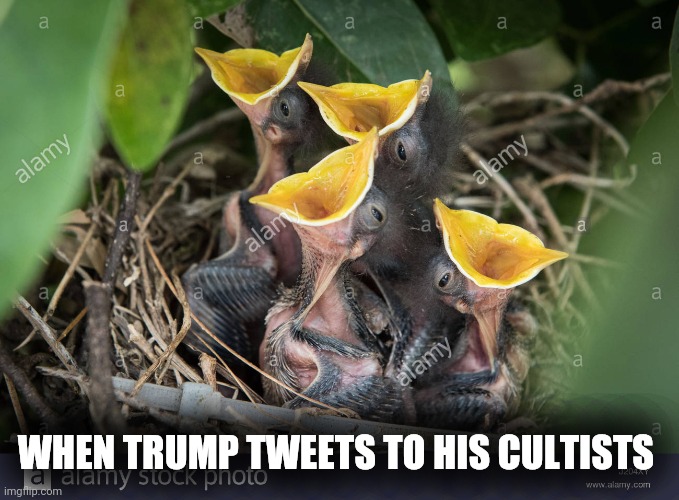 Gotta feed 'em som 'em | WHEN TRUMP TWEETS TO HIS CULTISTS | image tagged in trump rally,donald trump,twitter | made w/ Imgflip meme maker