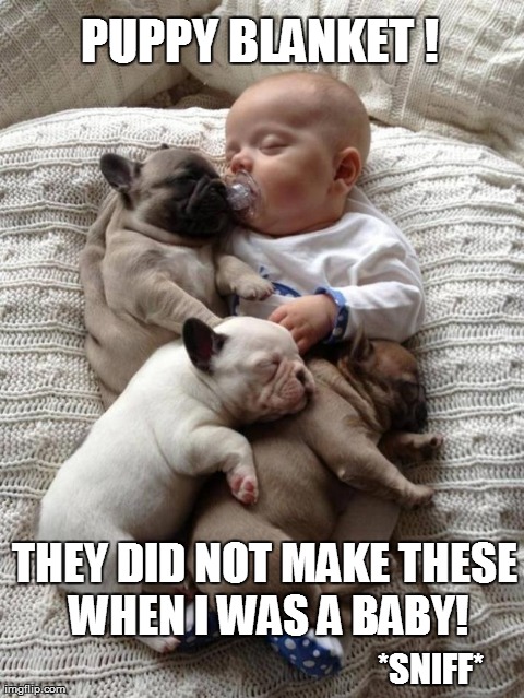 Puppy blanket!!!!! | image tagged in cute,babies,puppies,dogs,animals | made w/ Imgflip meme maker