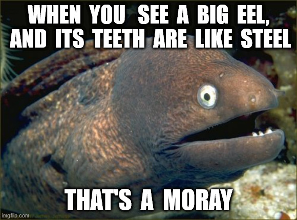 Bad Joke Eel Meme | WHEN  YOU   SEE  A  BIG  EEL,  AND  ITS  TEETH  ARE  LIKE  STEEL THAT'S  A  MORAY | image tagged in memes,bad joke eel | made w/ Imgflip meme maker