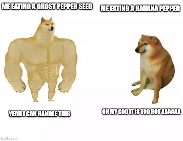 true story | ME EATING A GHOST PEPPER SEED; ME EATING A BANANA PEPPER; OH MY GOD IT IS TOO HOT AAAAAA; YEAH I CAN HANDLE THIS | image tagged in buff doge vs cheems | made w/ Imgflip meme maker