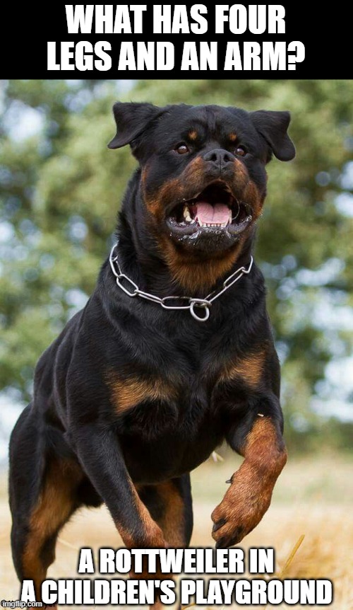 Hungry Mutt | WHAT HAS FOUR LEGS AND AN ARM? A ROTTWEILER IN A CHILDREN'S PLAYGROUND | image tagged in rottweiler dog | made w/ Imgflip meme maker