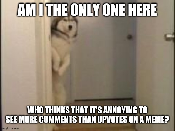 Embarassed Husky | AM I THE ONLY ONE HERE; WHO THINKS THAT IT'S ANNOYING TO SEE MORE COMMENTS THAN UPVOTES ON A MEME? | image tagged in embarassed husky | made w/ Imgflip meme maker