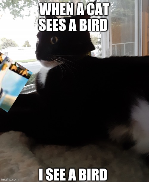 WHEN A CAT SEES A BIRD; I SEE A BIRD | image tagged in awkward catge | made w/ Imgflip meme maker