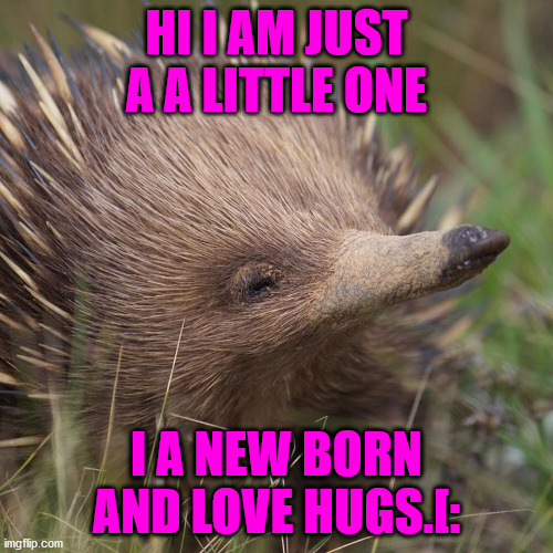 HI I AM JUST A A LITTLE ONE; I A NEW BORN AND LOVE HUGS.[: | image tagged in cute echidna | made w/ Imgflip meme maker