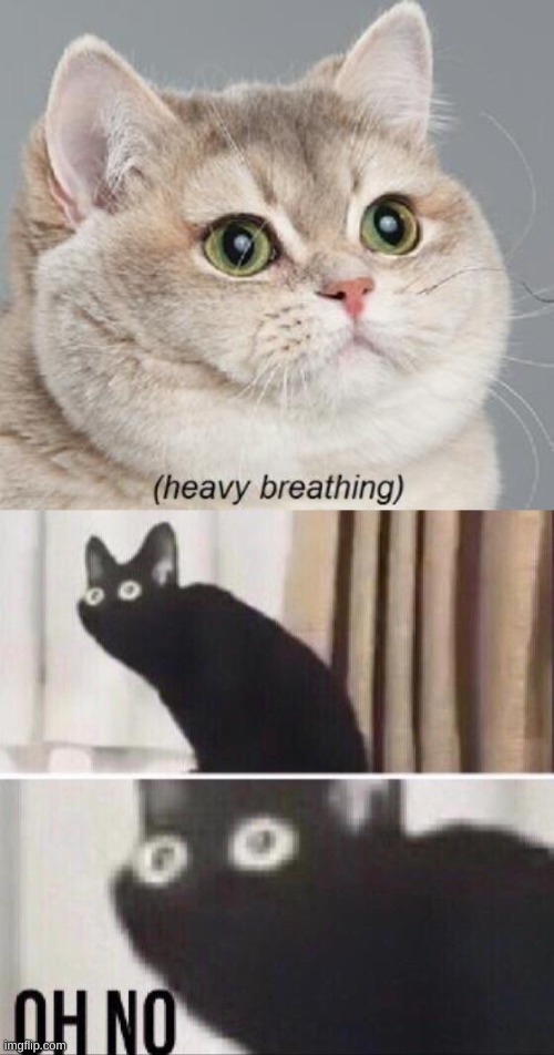 image tagged in memes,heavy breathing cat,oh no cat | made w/ Imgflip meme maker