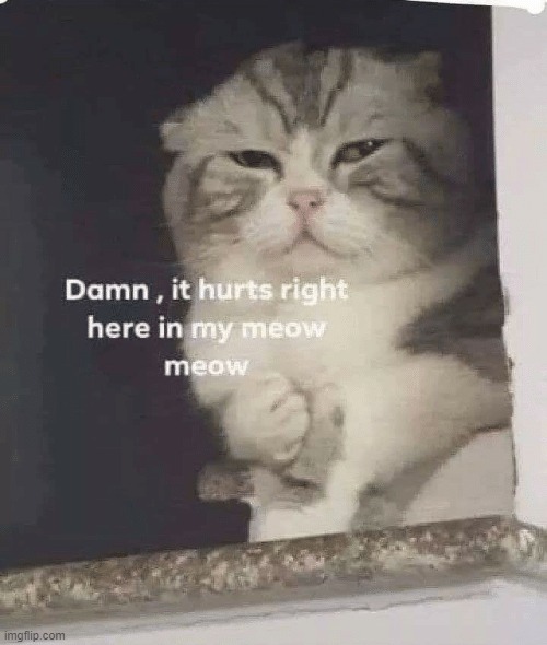 damn it hurts right here in my meow meow | image tagged in damn it hurts right here in my meow meow | made w/ Imgflip meme maker