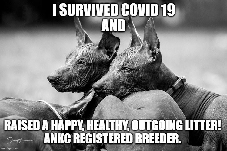 Registered Breeder | I SURVIVED COVID 19
AND; RAISED A HAPPY, HEALTHY, OUTGOING LITTER! 
ANKC REGISTERED BREEDER. | image tagged in ankc | made w/ Imgflip meme maker