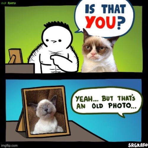 image tagged in grumpy cat,cats,memes,funny memes | made w/ Imgflip meme maker