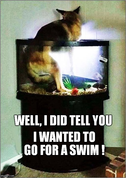 Doggy Paddle Time ! | I WANTED TO GO FOR A SWIM ! WELL, I DID TELL YOU | image tagged in fun,dogs,swimming | made w/ Imgflip meme maker