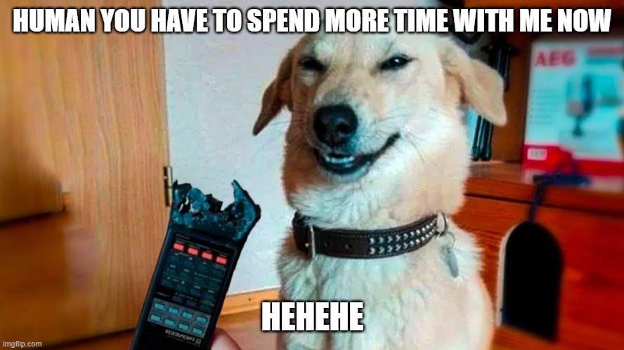 tv doggo | HUMAN YOU HAVE TO SPEND MORE TIME WITH ME NOW; HEHEHE | image tagged in bad pun dog | made w/ Imgflip meme maker