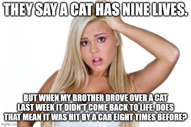 Dumb Blonde | THEY SAY A CAT HAS NINE LIVES. BUT WHEN MY BROTHER DROVE OVER A CAT LAST WEEK IT DIDN'T COME BACK TO LIFE. DOES THAT MEAN IT WAS HIT BY A CAR EIGHT TIMES BEFORE? | image tagged in dumb blonde | made w/ Imgflip meme maker