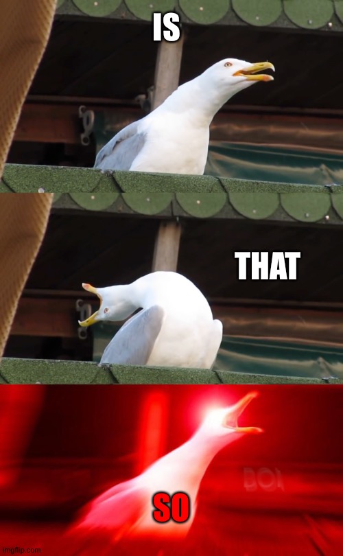Inhaling seagull | IS; THAT; SO | image tagged in inhaling seagull | made w/ Imgflip meme maker