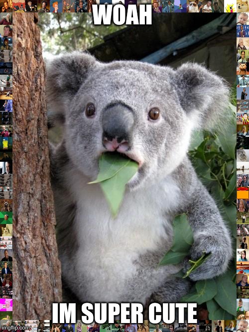 Surprised Koala Meme | WOAH; IM SUPER CUTE | image tagged in memes,surprised koala | made w/ Imgflip meme maker
