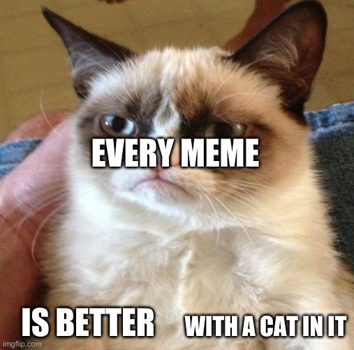 Cool cats | EVERY MEME; IS BETTER; WITH A CAT IN IT | image tagged in cool catz | made w/ Imgflip meme maker