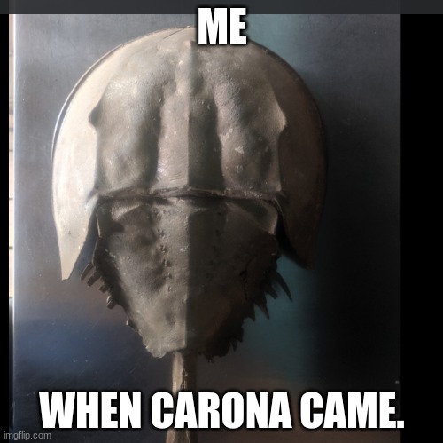 fossol | ME; WHEN CARONA CAME. | image tagged in memes | made w/ Imgflip meme maker