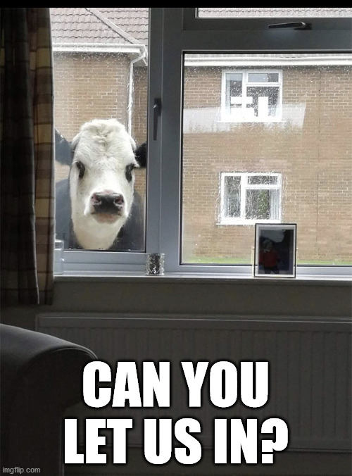 Can I come in cow | CAN YOU LET US IN? | image tagged in can i come in cow | made w/ Imgflip meme maker