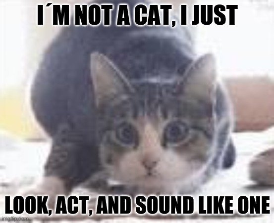 I´M NOT A CAT, I JUST; LOOK, ACT, AND SOUND LIKE ONE | image tagged in cat,cute | made w/ Imgflip meme maker