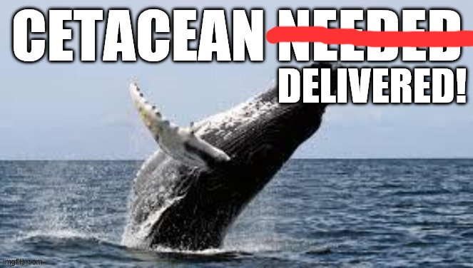 Cetacean delivered! Blank Meme Template