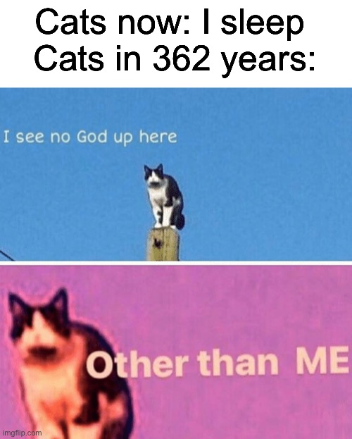 Hail pole cat | Cats now: I sleep 
Cats in 362 years: | image tagged in hail pole cat | made w/ Imgflip meme maker