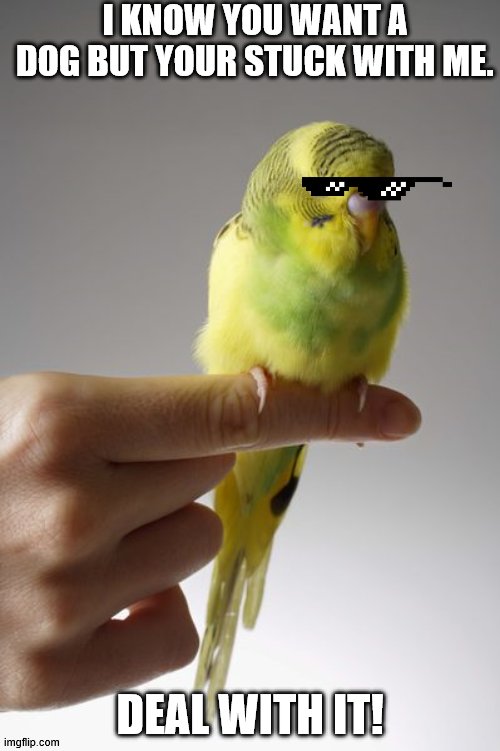 SICK PARAKEET | I KNOW YOU WANT A DOG BUT YOUR STUCK WITH ME. DEAL WITH IT! | image tagged in sick parakeet | made w/ Imgflip meme maker