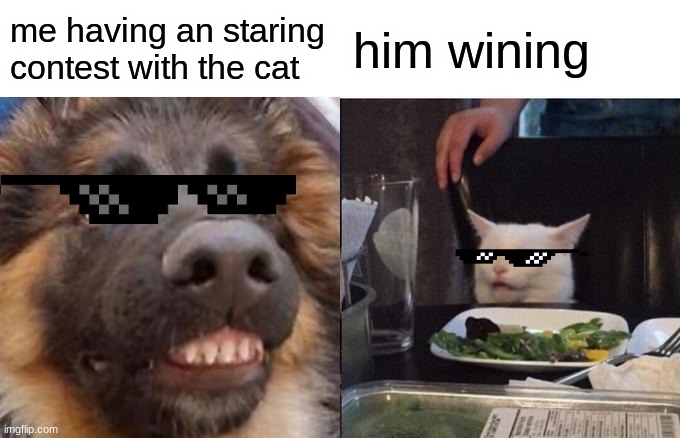 Woman Yelling At Cat Meme | me having an staring contest with the cat; him wining | image tagged in memes,woman yelling at cat | made w/ Imgflip meme maker