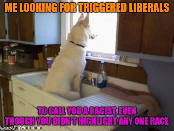Dog looking out window | ME LOOKING FOR TRIGGERED LIBERALS TO CALL YOU A RACIST, EVEN THOUGH YOU DIDN'T HIGHLIGHT ANY ONE RACE | image tagged in dog looking out window | made w/ Imgflip meme maker