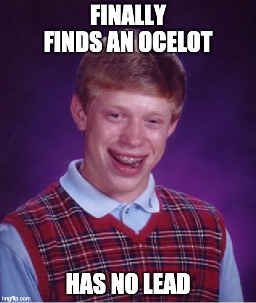 Bad Luck Brian | FINALLY FINDS AN OCELOT; HAS NO LEAD | image tagged in memes,bad luck brian | made w/ Imgflip meme maker