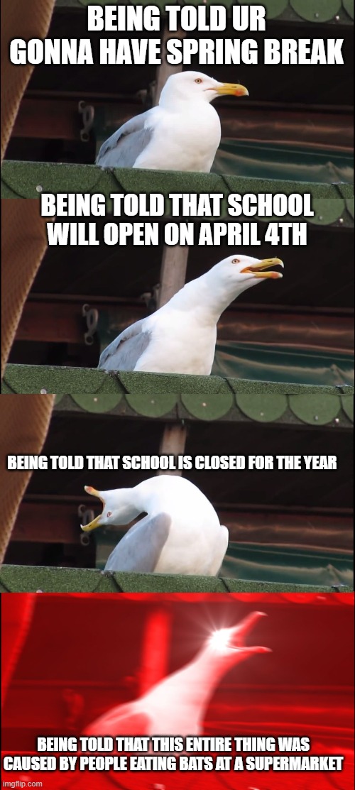 Reacting to quarentine | BEING TOLD UR GONNA HAVE SPRING BREAK; BEING TOLD THAT SCHOOL WILL OPEN ON APRIL 4TH; BEING TOLD THAT SCHOOL IS CLOSED FOR THE YEAR; BEING TOLD THAT THIS ENTIRE THING WAS CAUSED BY PEOPLE EATING BATS AT A SUPERMARKET | image tagged in memes,inhaling seagull | made w/ Imgflip meme maker