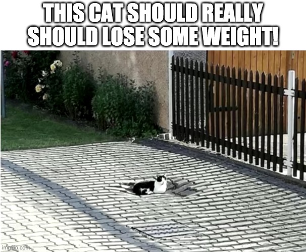 Overweight Cat | THIS CAT SHOULD REALLY SHOULD LOSE SOME WEIGHT! | image tagged in cats,animals,memes,funny,overweight,make me baby jesus moderator | made w/ Imgflip meme maker