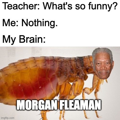 Morgan Fleaman | Teacher: What's so funny? Me: Nothing. My Brain:; MORGAN FLEAMAN | image tagged in morgan freeman,teacher | made w/ Imgflip meme maker