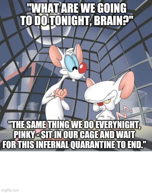 Take over the world | "WHAT ARE WE GOING TO DO TONIGHT, BRAIN?"; "THE SAME THING WE DO EVERYNIGHT, PINKY - SIT IN OUR CAGE AND WAIT FOR THIS INFERNAL QUARANTINE TO END." | image tagged in pinky and the brain,animation,animaniacs,cartoon,quarantine | made w/ Imgflip meme maker