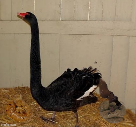 Black Swan | image tagged in black swan | made w/ Imgflip meme maker