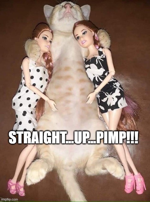 Boss Cat | STRAIGHT...UP...PIMP!!! | image tagged in funny cat | made w/ Imgflip meme maker