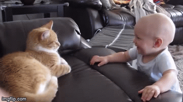 Babies and Cats are Cute - Imgflip