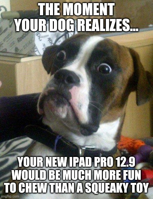 Why do dogs chew important things? We will never know. | THE MOMENT YOUR DOG REALIZES... YOUR NEW IPAD PRO 12.9 WOULD BE MUCH MORE FUN TO CHEW THAN A SQUEAKY TOY | image tagged in blankie the shocked dog,chewing,dogs | made w/ Imgflip meme maker
