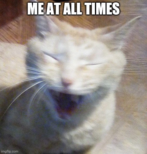 Mood | ME AT ALL TIMES | image tagged in cats | made w/ Imgflip meme maker