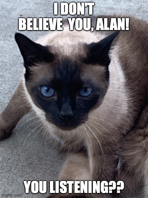 Dershowitz | I DON'T BELIEVE  YOU, ALAN! YOU LISTENING?? | image tagged in siamese cat | made w/ Imgflip meme maker