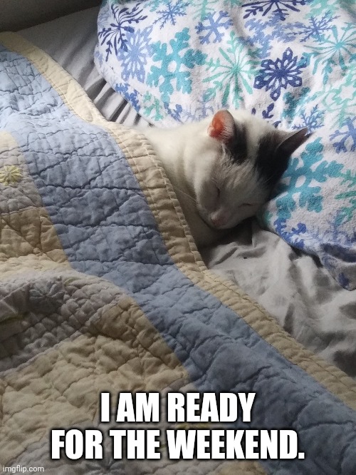 Sleepy Cat | I AM READY FOR THE WEEKEND. | image tagged in sleepy cat | made w/ Imgflip meme maker