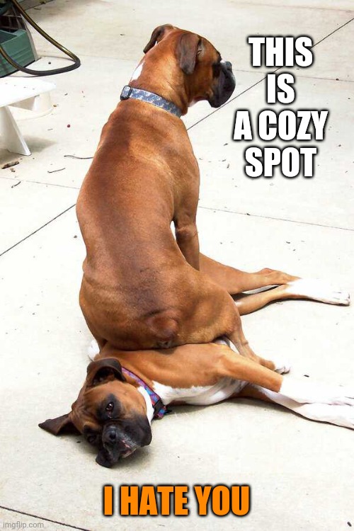 BUTT PILLOW | THIS IS A COZY SPOT; I HATE YOU | image tagged in dogs | made w/ Imgflip meme maker
