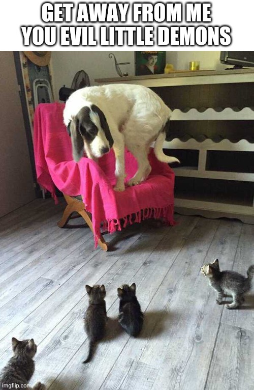 SCAREDY CAT | GET AWAY FROM ME YOU EVIL LITTLE DEMONS | image tagged in dogs,kittens | made w/ Imgflip meme maker