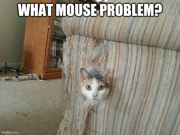 I THINK THE CAT IS THE PROBLEM | WHAT MOUSE PROBLEM? | image tagged in cats,funny cats | made w/ Imgflip meme maker