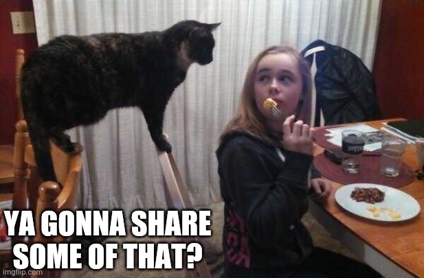 KITTY HUNGRY | YA GONNA SHARE SOME OF THAT? | image tagged in cats,funny cats | made w/ Imgflip meme maker