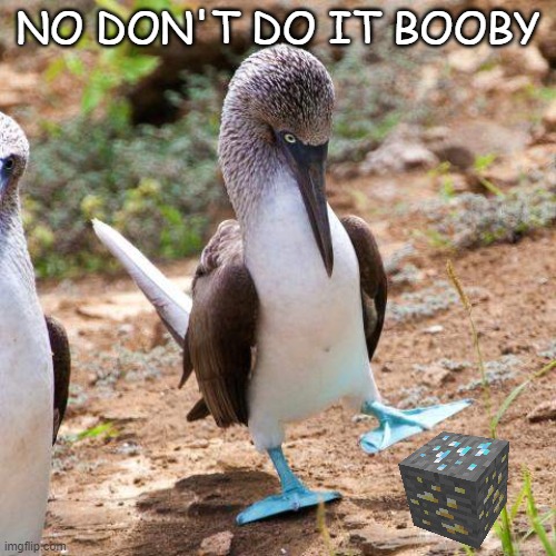 No Don't Do It Booby! | NO DON'T DO IT BOOBY | image tagged in booby,minecraft,funny | made w/ Imgflip meme maker