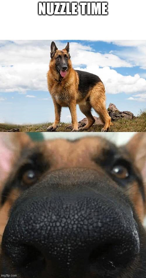 nuzzle dog | NUZZLE TIME | image tagged in nuzzle dog | made w/ Imgflip meme maker