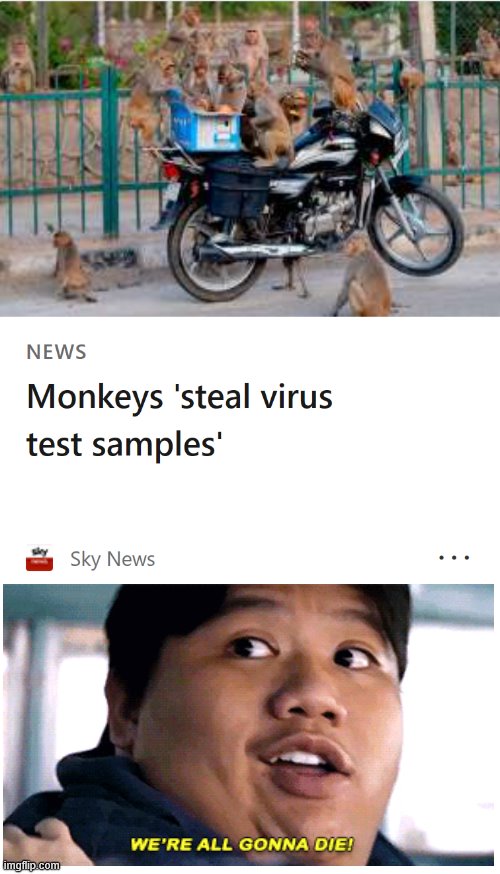 Those meddling monkeys! | image tagged in covid-19,monkeys | made w/ Imgflip meme maker
