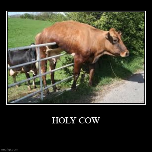 holy cow - Imgflip