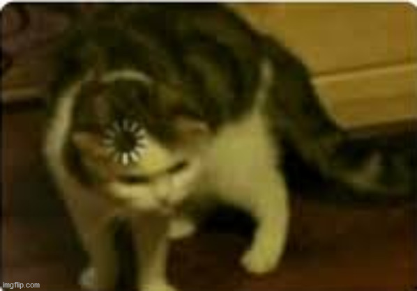 Buffering cat | image tagged in buffering cat | made w/ Imgflip meme maker