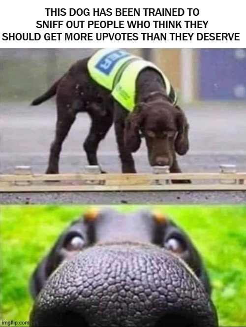 Up Votes Dog | THIS DOG HAS BEEN TRAINED TO SNIFF OUT PEOPLE WHO THINK THEY SHOULD GET MORE UPVOTES THAN THEY DESERVE | image tagged in up votes,police dogs,dog | made w/ Imgflip meme maker